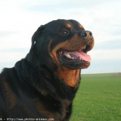 Photo de Rottweiler