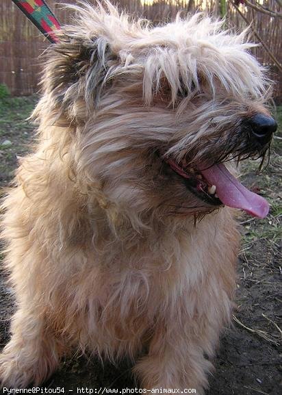 Photo de Chien de berger des pyrenes  poil long