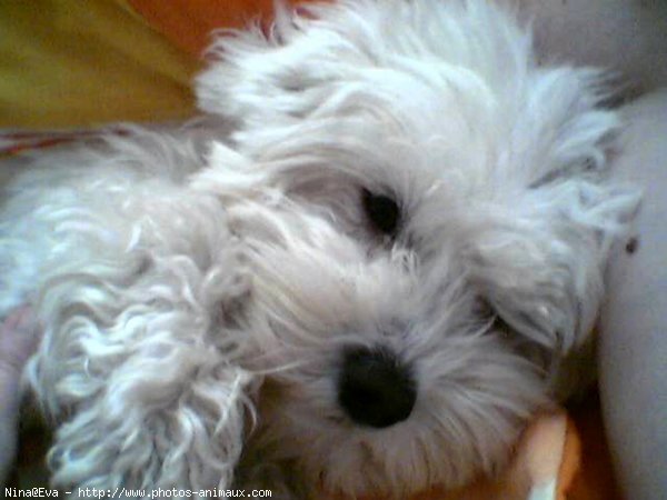 Photo de Bichon maltais