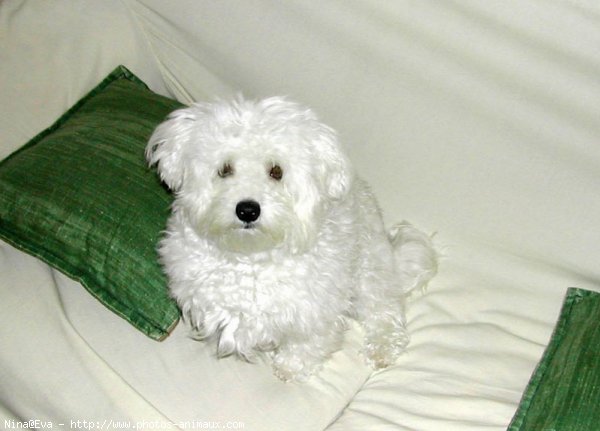 Photo de Bichon maltais