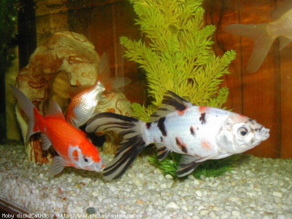 Photo de Poissons rouges