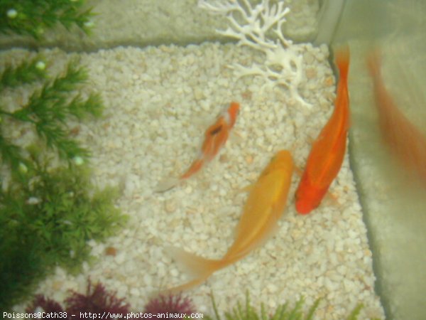 Photo de Poissons rouges