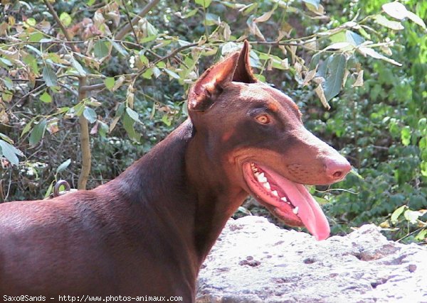 Photo de Dobermann