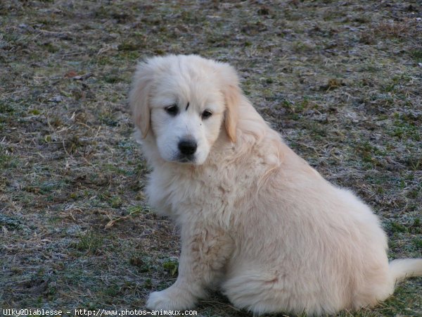 Photo de Golden retriever