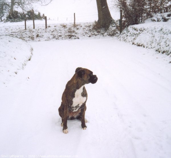 Photo de Boxer