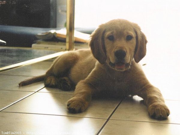 Photo de Golden retriever