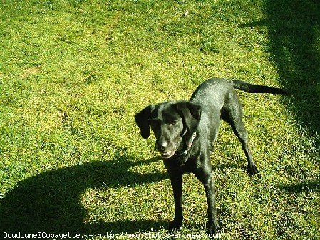 Photo de Labrador retriever