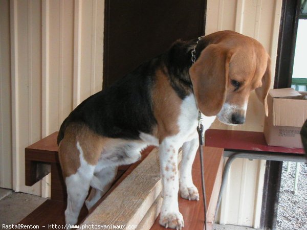 Photo de Beagle