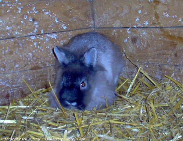 Photo de Lapin