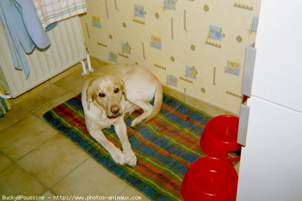 Photo de Labrador retriever