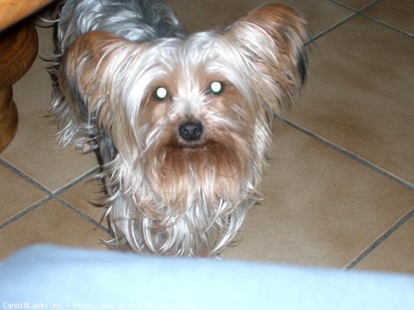 Photo de Yorkshire terrier