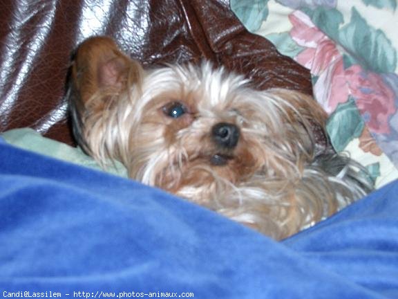 Photo de Yorkshire terrier