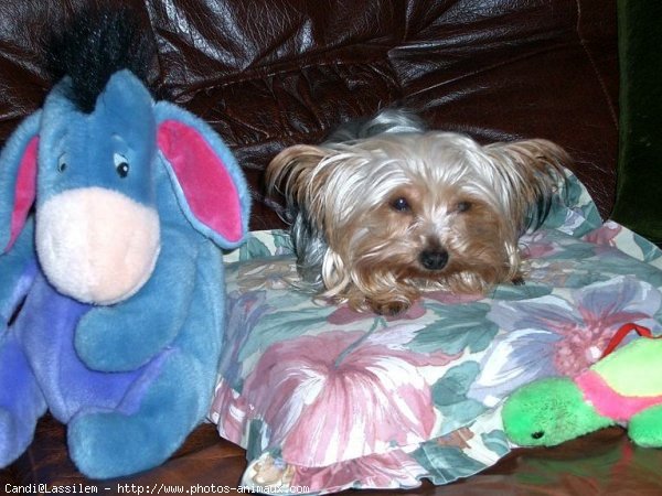 Photo de Yorkshire terrier