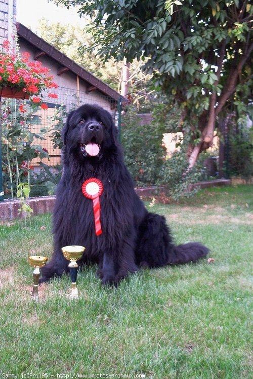 Photo de Chien de terre-neuve