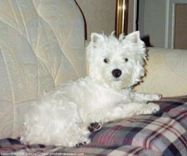 Photo de West highland white terrier