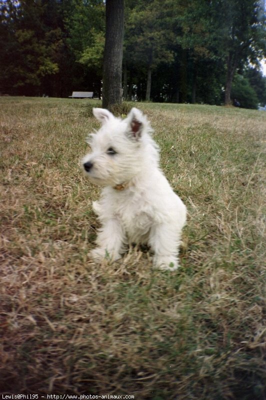 Photo de West highland white terrier