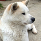 Photo d'Akita inu