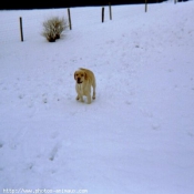 Photo de Labrador retriever