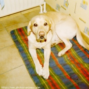 Photo de Labrador retriever