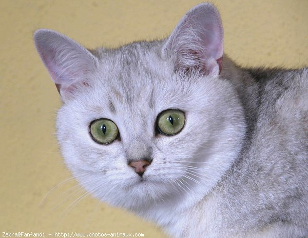 Photo de British shorthair