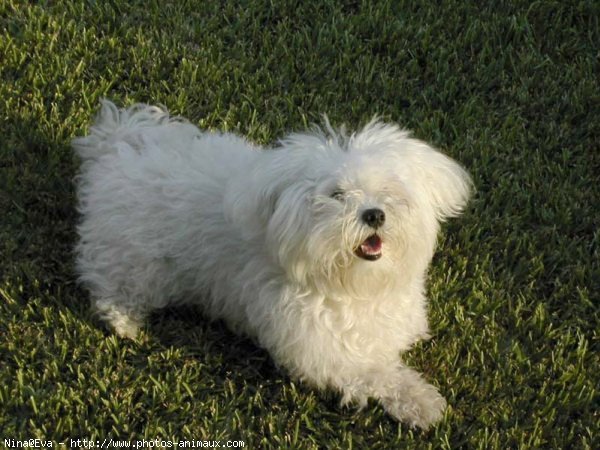 Photo de Bichon maltais