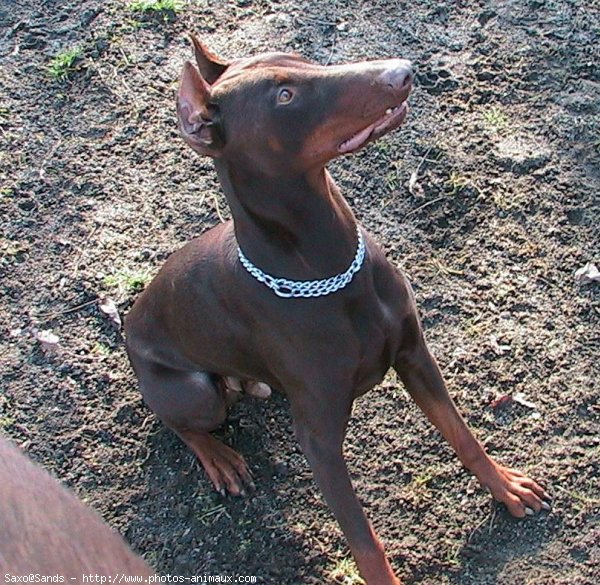 Photo de Dobermann