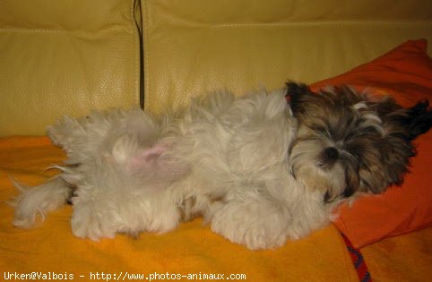 Photo de Shih tzu