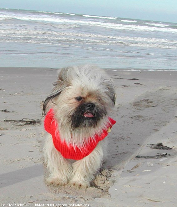 Photo de Shih tzu