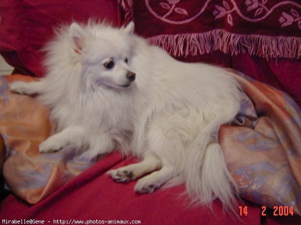 Photo de Spitz moyen