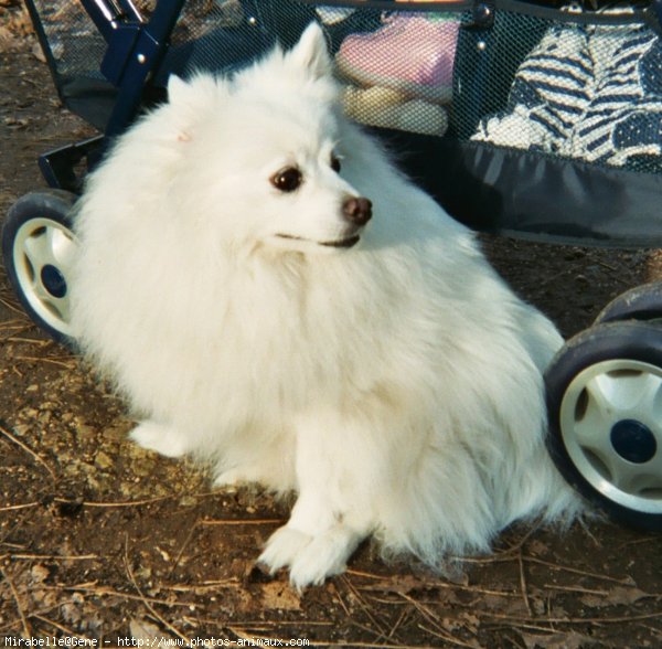 Photo de Spitz moyen