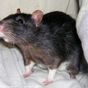 Photo de Rat