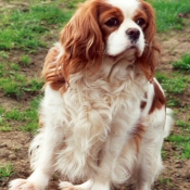 Photo de Cavalier king charles spaniel