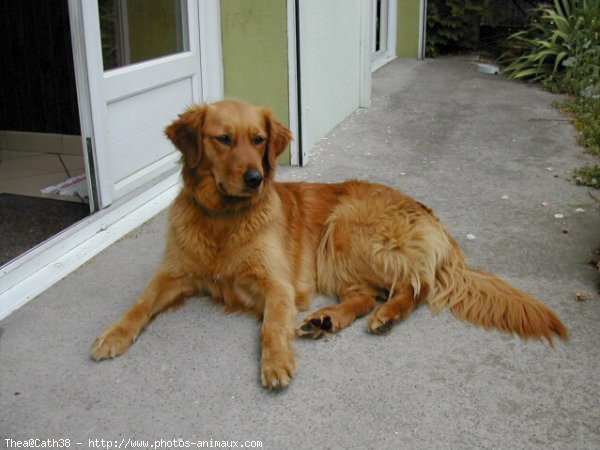 Photo de Golden retriever