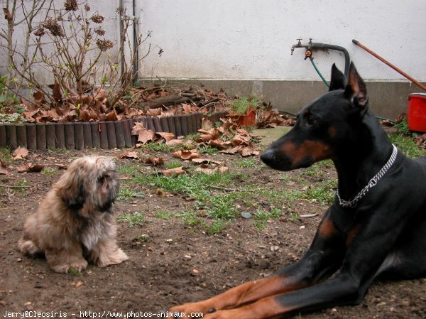 Photo de Dobermann