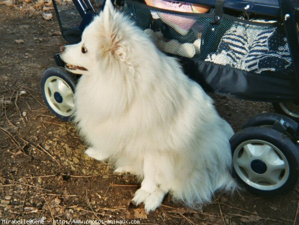 Photo de Spitz moyen