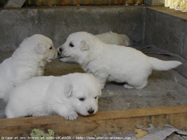 Photo de Berger blanc suisse