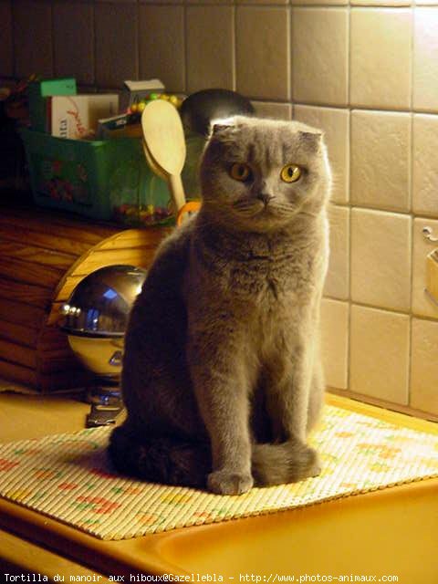 Photo de Scottish fold