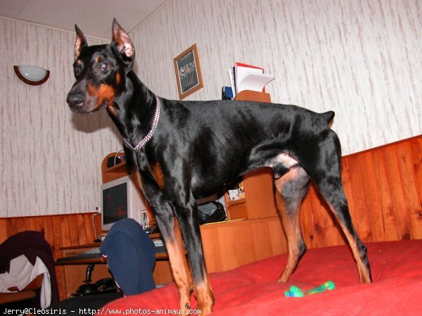 Photo de Dobermann