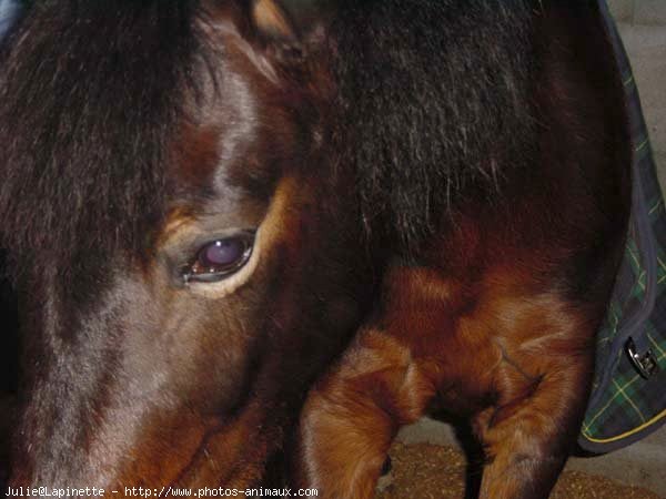 Photo de Poney franais de selle