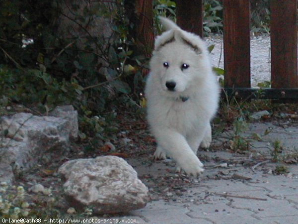 Photo de Berger blanc suisse