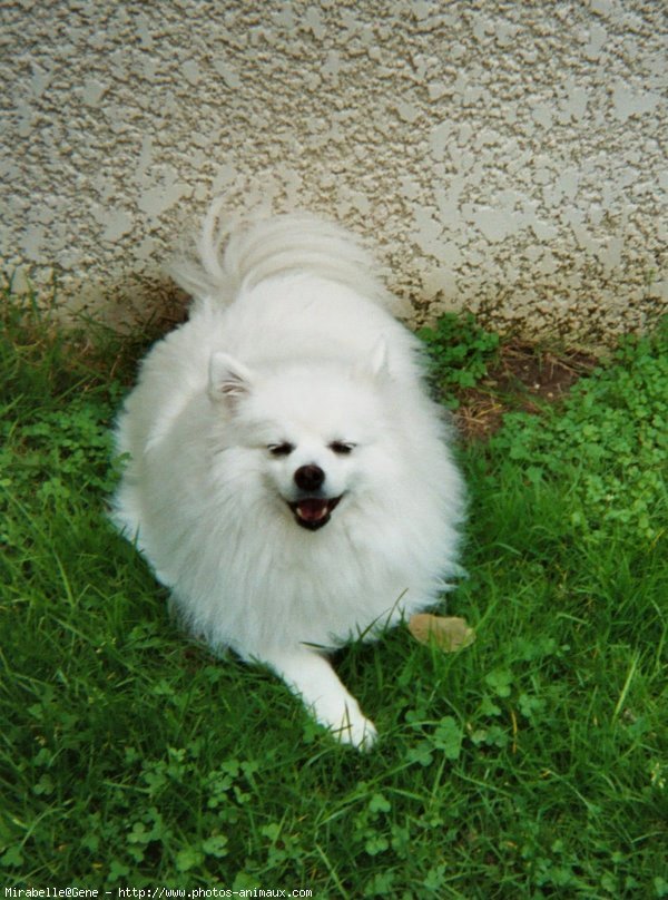 Photo de Spitz moyen