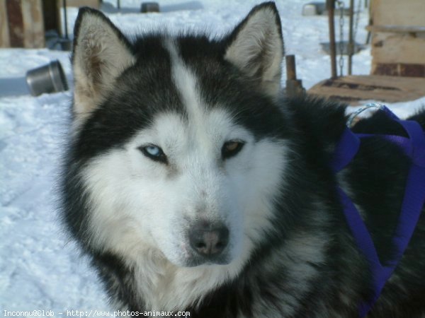 Photo de Husky siberien