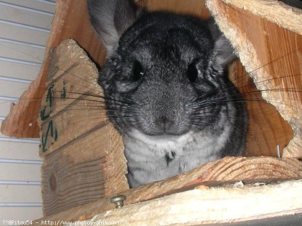 Photo de Chinchilla