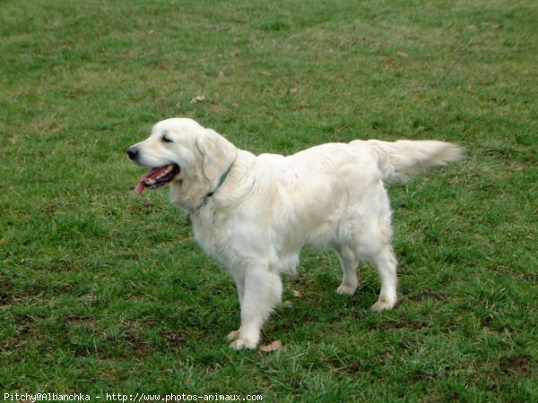 Photo de Golden retriever