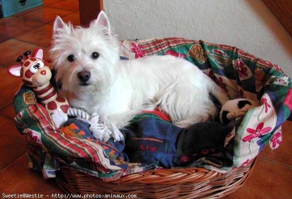 Photo de West highland white terrier