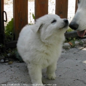 Photo de Berger blanc suisse