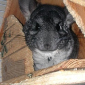 Photo de Chinchilla