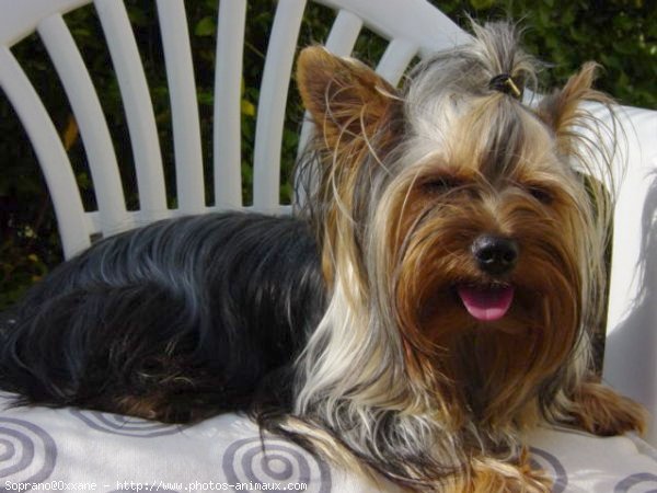 Photo de Yorkshire terrier