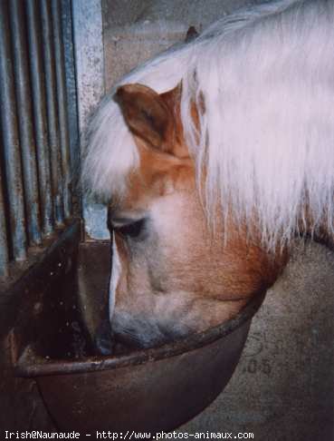 Photo de Haflinger