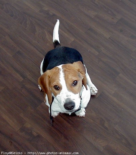 Photo de Beagle